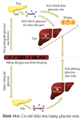 Quan sát hình 10.6 trang 72, trình bày cơ chế điều hòa nồng độ glucose máu.