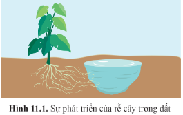 Quan sát hình 11.1 trang 75 cho biết rễ cây mọc hướng về phía nào? Vì sao?