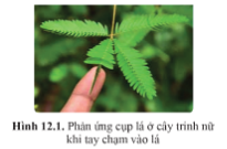 Quan sát hình 12.1 trang 78, cho biết khi tay chạm vào cây trinh nữ, cây có phản ứng như thế nào?