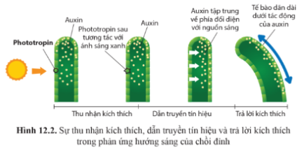 Quan sát hình 12.2 trang 79, nêu cơ chế phản ứng hướng sáng ở thực vật.