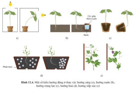 Quan sát hình 12.4 trang 80, nêu hình thức cảm ứng ở thực vật trong mỗi hình. Cho thêm ví dụ về hướng động.