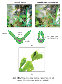Quan sát hình 12.5 trang 82, nêu hình thức cảm ứng ở cây trinh nữ và cây bắt ruồi.