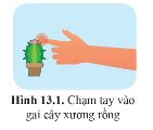 Quan sát hình 13.1 trang 85 và cho biết: Khi tay bị chạm vào gai trên cây xương rồng thì phản ứng của tay sẽ như thế nào?