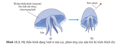 Quan sát hình 13.2 trang 85 và nêu đặc điểm cấu tạo của hệ thần kinh dạng lưới. Sứa phản ứng như thế nào khi bị kích thích vào một điểm trên cơ thể.