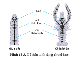 Quan sát hình 13.3 trang 86 và nêu đặc điểm cấu tạo của hệ thần kinh dạng chuỗi hạch.