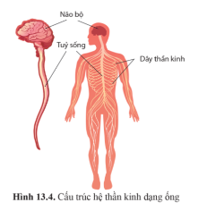 Quan sát hình 13.4 trang 86 và nêu cấu trúc hệ thần kinh người.