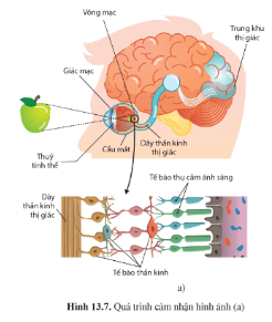 Quan sát hình 13.7a trang 89 và phân tích quá trình cảm nhận hình ảnh của cơ quan cảm giác thị giác.