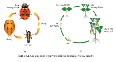 Quan sát hình 15.2 trang 103, mô tả những thay đổi trong vòng đời của bọ rùa (hình 15.2a) và cây đậu (hình 15.2b).