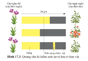 Quan sát hình 17.3 trang 115, cho biết quang chu kì là gì?