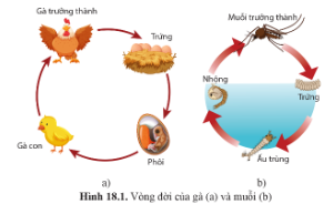 Dựa vào sơ đồ vòng đời của gà và muỗi (hình 18.1 trang 118), so sánh sự thay đổi hình dạng của từng loài trong quá trình sinh trưởng và phát triển.