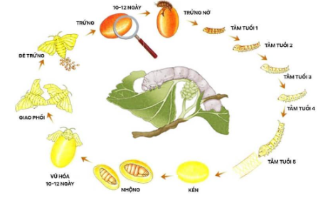 Vẽ sơ đồ vòng đời của tằm và châu chấu