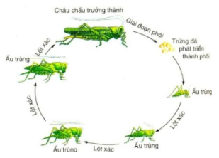 Vẽ sơ đồ vòng đời của tằm và châu chấu