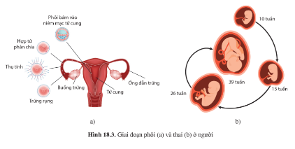 Quan sát hình 18.3 trang 121, mô tả giai đoạn phôi thai ở người.