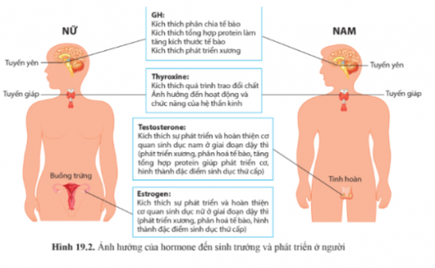 Quan sát hình 19.1 và hình 19.2 trang 126, đọc thông tin, hoàn thành bảng 19.1 trang 126.