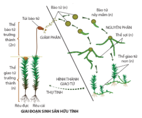 Quan sát hình 21.1b trang 136, mô tả quá trình biến đổi từ bào tử thành thể giao tử ở rêu.