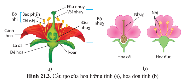 Quan sát hình 21.3 trang 138, kể tên các bộ phận của hoa.