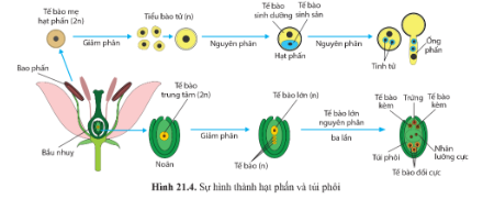 Quan sát hình 21.4 trang 138, mô tả quá trình hình thành hạt phấn, túi phôi.