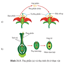 Quan sát hình 21.5 trang 139, mô tả sự phát tán của hạt phấn đến đầu nhụy.