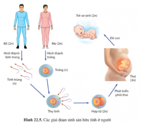 Vẽ sơ đồ quá trình sinh sản hữu tính thể hiện được bốn giai đoạn ở một loài động vật mà em biết.