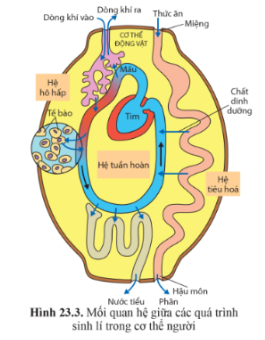Quan sát hình 23.3 trang 153, cho biết tại sao cơ thể người là một hệ thống mở.