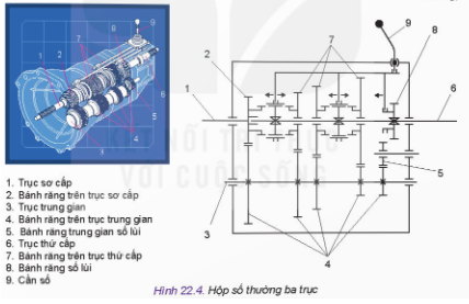 Hãy quan sát Hình 22.4 và so sánh tỉ số truyền của hộp số ở hai vị trí: khi bánh răng (7) ở bên trái và khi bánh răng (7) ở giữa được nối với trục thứ cấp.