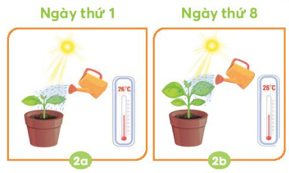 Giải siêu nhanh Khoa học 4 Chân trời bài 15: Thực vật cần gì để sống và phát triển?