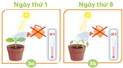 Giải siêu nhanh Khoa học 4 Chân trời bài 15: Thực vật cần gì để sống và phát triển?