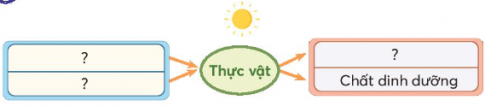 Giải siêu nhanh Khoa học 4 Chân trời bài 15: Thực vật cần gì để sống và phát triển?