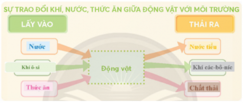 Giải siêu nhanh Khoa học 4 Chân trời bài 16: Nhu cầu sống của động vật