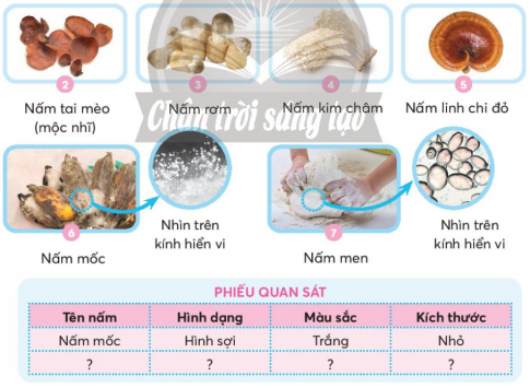 Giải siêu nhanh Khoa học 4 Chân trời bài 19: Sự đa dạng của nấm