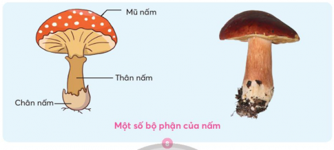 Giải siêu nhanh Khoa học 4 Chân trời bài 19: Sự đa dạng của nấm