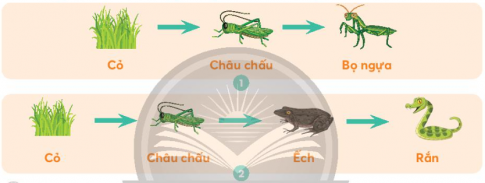 Giải siêu nhanh Khoa học 4 Chân trời bài 31 Vai trò của thực vật trong chuỗi thức ăn