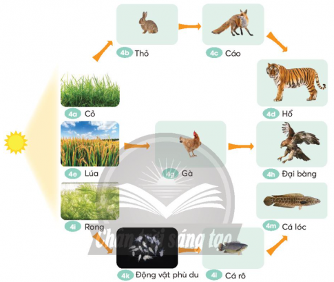 Giải siêu nhanh Khoa học 4 Chân trời bài 31 Vai trò của thực vật trong chuỗi thức ăn