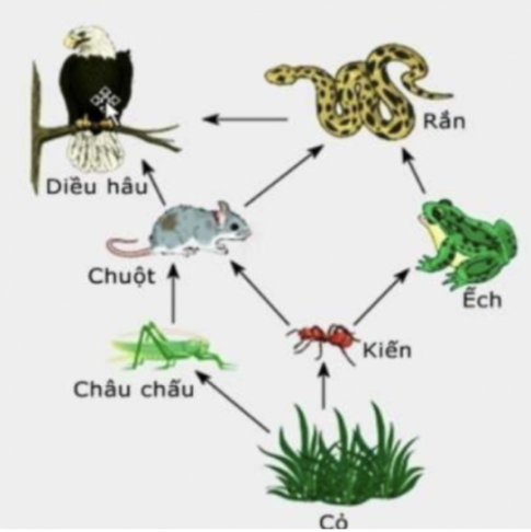 Giải siêu nhanh Khoa học 4 Chân trời bài 32: Ôn tập chủ đề Sinh vật và môi trường