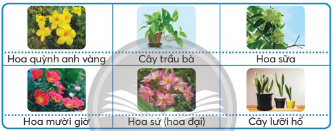 Giải siêu nhanh Công nghệ 4 Chân trời bài 1 Hoa và cây cảnh quanh em