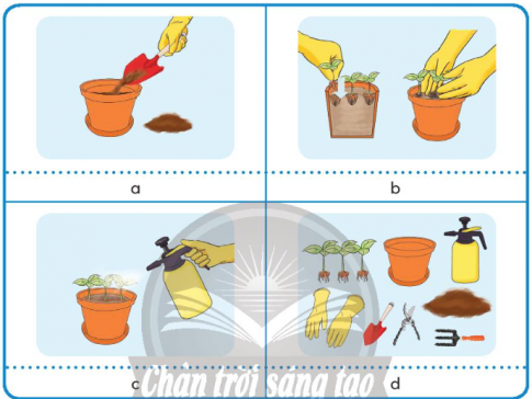 Giải siêu nhanh Công nghệ 4 Chân trời bài 3 Gieo hạt và trồng cây hoa trong chậu