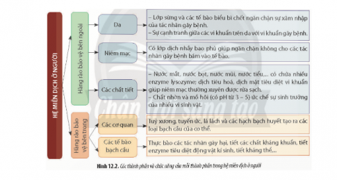 Quan sát Hình 12.2 và cho biết hàng rào bảo vệ của cơ thể gồm những thành phần nào. Khi có tác nhân gây bệnh xâm nhập vào cơ thể, hệ miễn dịch sẽ tiêu diệt các tác nhân đó bằng những cách nào?