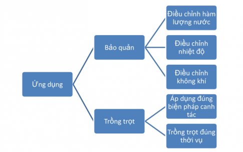 Sơ đồ hóa các ứng dụng thực tiễn của quá trình hô hấp ở thực vật. Vì sao điều chỉnh các yếu tố ảnh hưởng đến hô hấp có thể kéo dài thời gian bảo quản nông sản và góp phần nâng cao năng suất cây trồng?