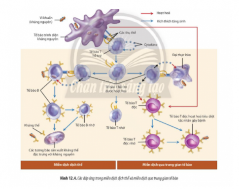 Quan sát Hình 12.4, hãy cho biết vai trò của các loại tế bào tham gia đáp ứng miễn dịch đặc hiệu bằng cách hoàn thành bảng sau: