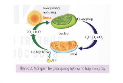 Quan sát Hình 6.2 trang 42, hãy phân tích mối quan hệ giữa 2 quá trình quang hợp và hô hấp ở thực vật.