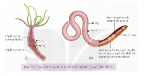 Quan sát Hình 9.2 trang 55, cho biết thuỷ tức và giun đất trao đổi khí với môi trường sống như thế nào.