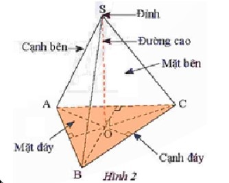 hình chóp tam giác đều