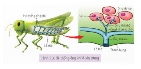 Quan sát Hình 9.3 trang 55 và giải thích tại sao sự phân nhánh của ống khí có thể giúp côn trùng trao đổi khí rất hiệu quả, đảm bảo đủ O2 cho hoạt động bình thường cũng như các hoạt động tích cực, tiêu tốn nhiều năng lượng.