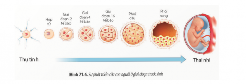  Quan sát các Hình 21.6, 21.7 và mô tả các giai đoạn phát triển của con người từ hợp tử đến cơ thể trưởng thành.