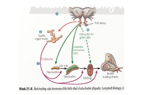 Quan sát Hình 21.8, hãy cho biết vai trò của các hormone trong sự phát triển của sâu bướm.