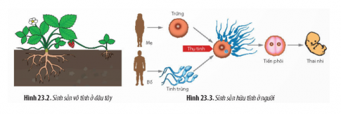 Quan sát Hình 23.2 và 23.4, hãy xác định các dấu hiệu đặc trưng trong quá trình sinh sản ở dâu tây và người.