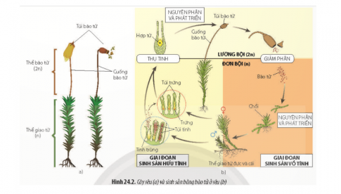 Quan sát Hình 24.2, hãy mô tả quá trình sinh sản bằng bào tử ở rêu. Trong đó, xác định sinh sản vô tính diễn ra ở giai đoạn nào.