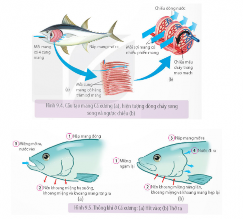 Nghiên cứu Hình 9.4 và 9.5 trang 56, cho biết tạo sao hệ hô hấp của cá xương trao đổi khí với nước rất hiệu quả?