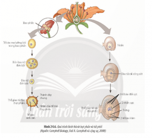 Quan sát Hình 24.6, hãy mô tả quá trình hình thành hạt phấn và túi phôi. Hai quá trình này có đặc điểm gì khác nhau?