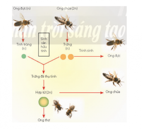 Quan sát Hình 26.5, hãy mô tả quá trình sinh sản ở ong.